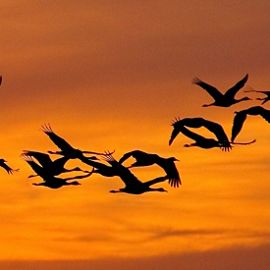 Sandhill cranes in flight at sunset.