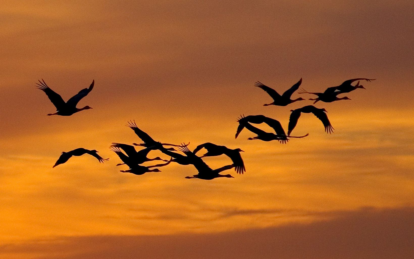 Sandhill cranes come to roost along the Platte River in Nebraska. © Chris Helzer/The Nature Conservancy
