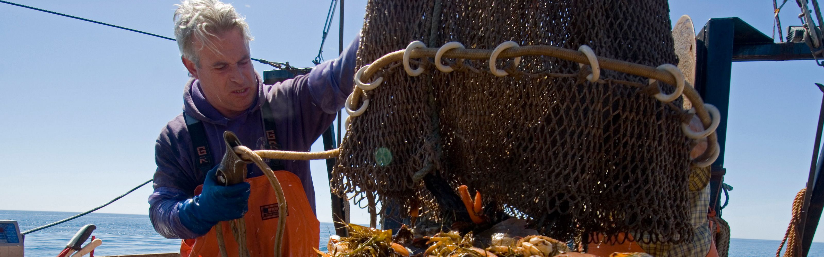 A fisherman checks his haul in the Gulf of Maine.