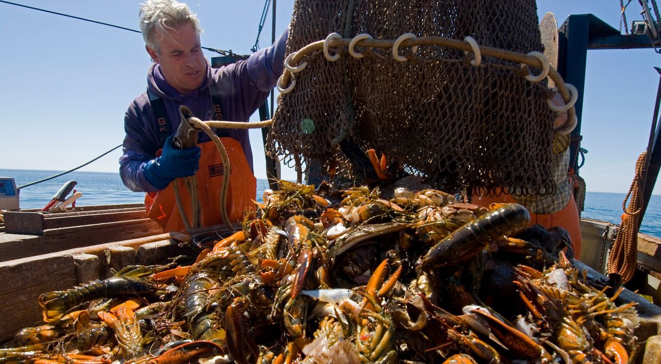 A fisherman wearing an orange vest examines a collection of lobster that have been poured out from a net with the ocean in the background.