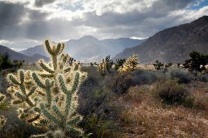 Sunlight filters through clouds on a chollas cactus and other plants in the Mojave Desert.