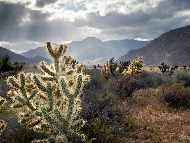View of the Mojave desert scrublands with a cactus in the foreground.