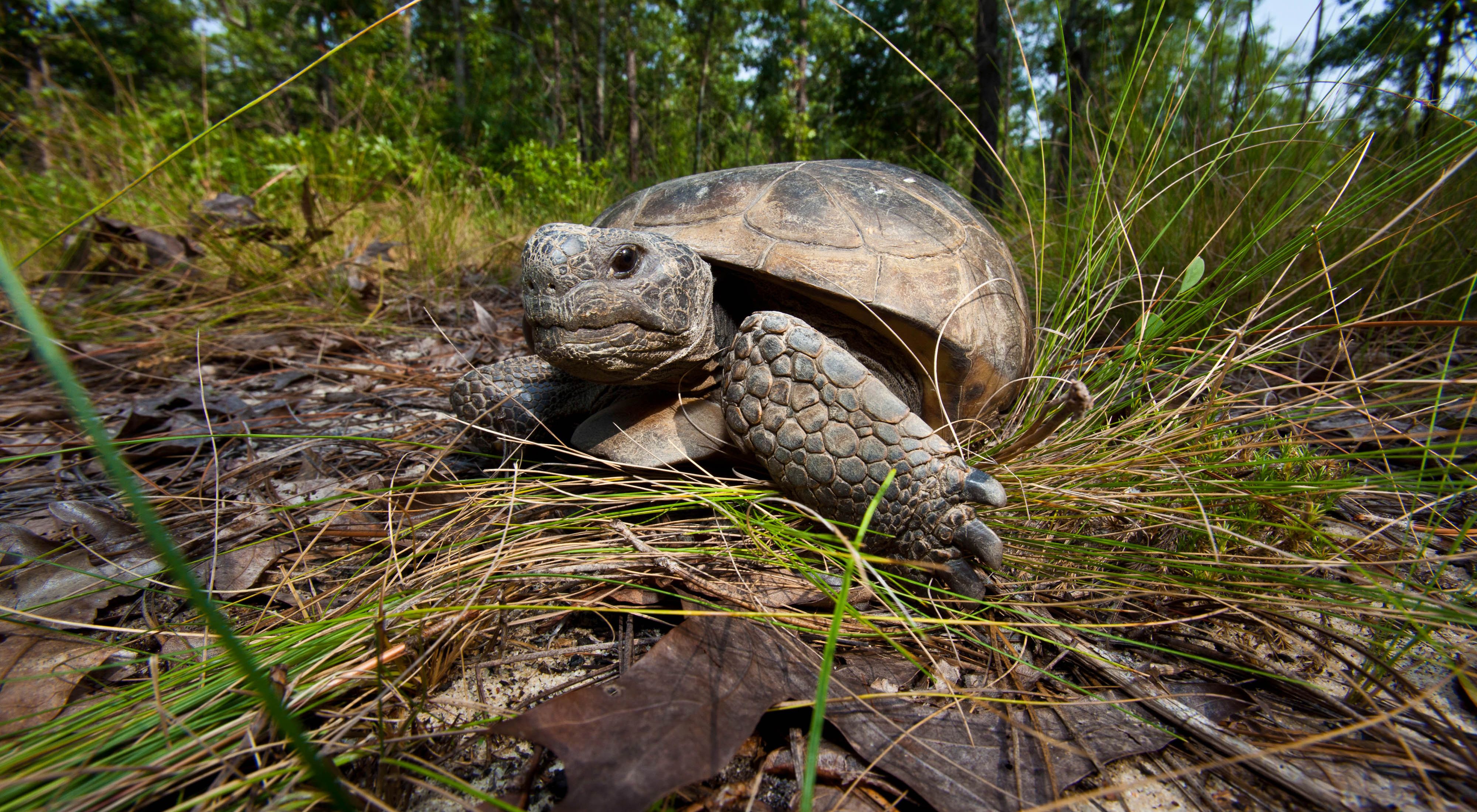 At the Charles Harrold Preserve in eastern Georgia, burrows of the threatened gopher tortoise provide shelter for hundreds of other animal species.