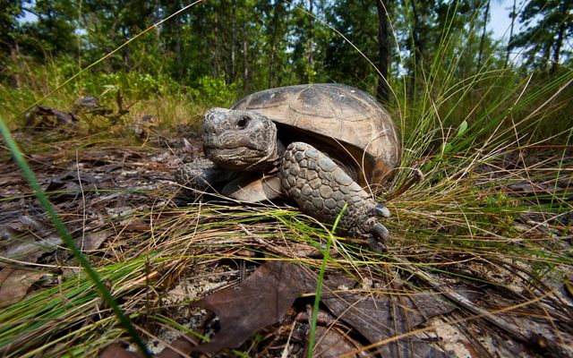 An adult gopher tortoise among vegetation at the Charles Harrold Preserve in eastern Georgia.