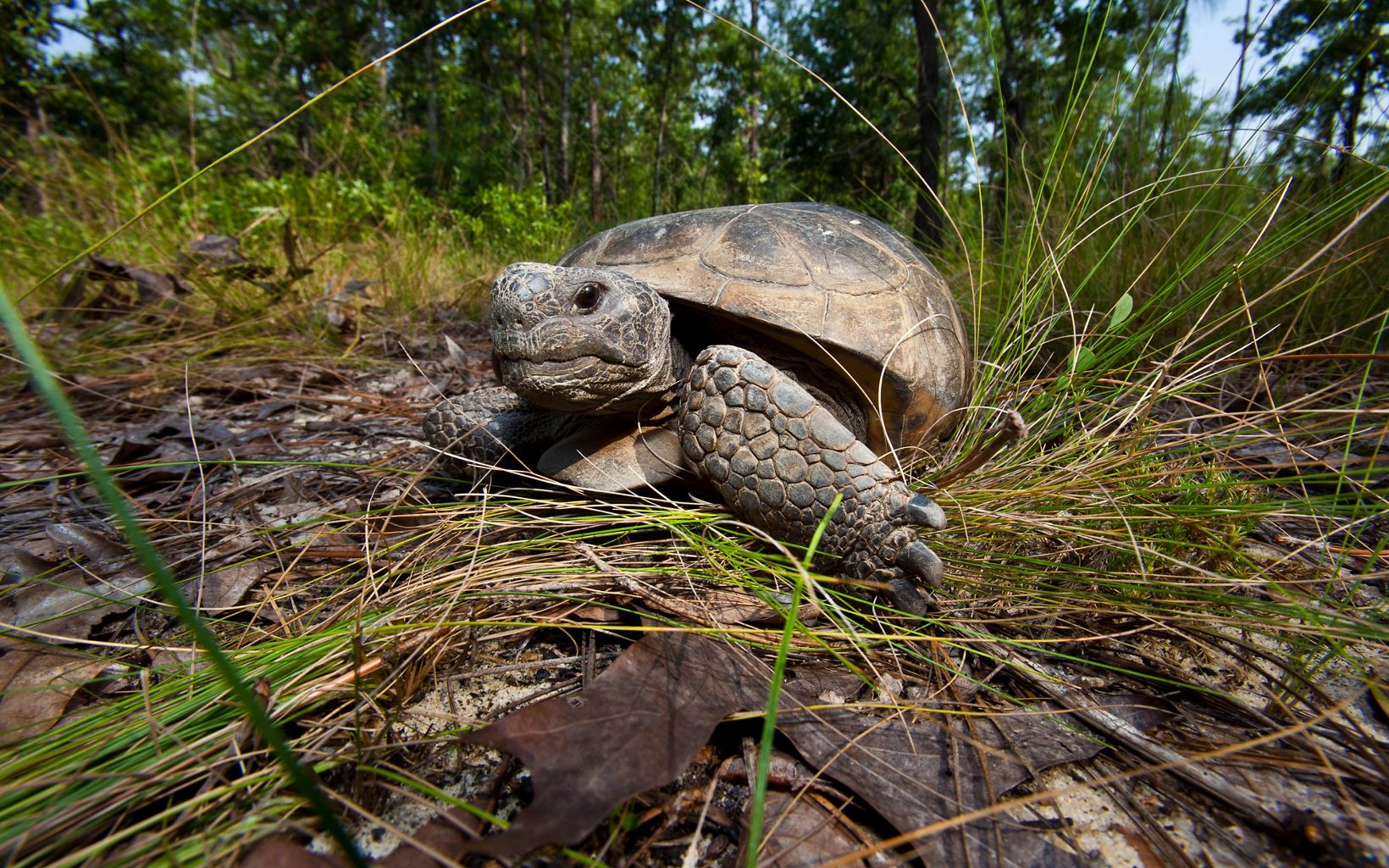 A gopher tortoise walking towards the camera through grass.