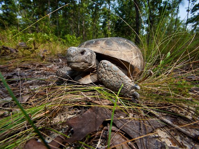 An adult gopher tortoise among vegetation at the Charles Harrold Preserve in eastern Georgia.