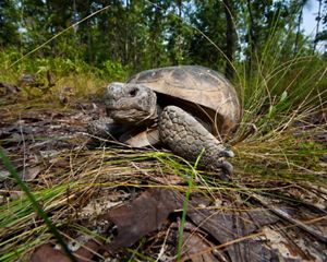 The endangered gopher tortoise.