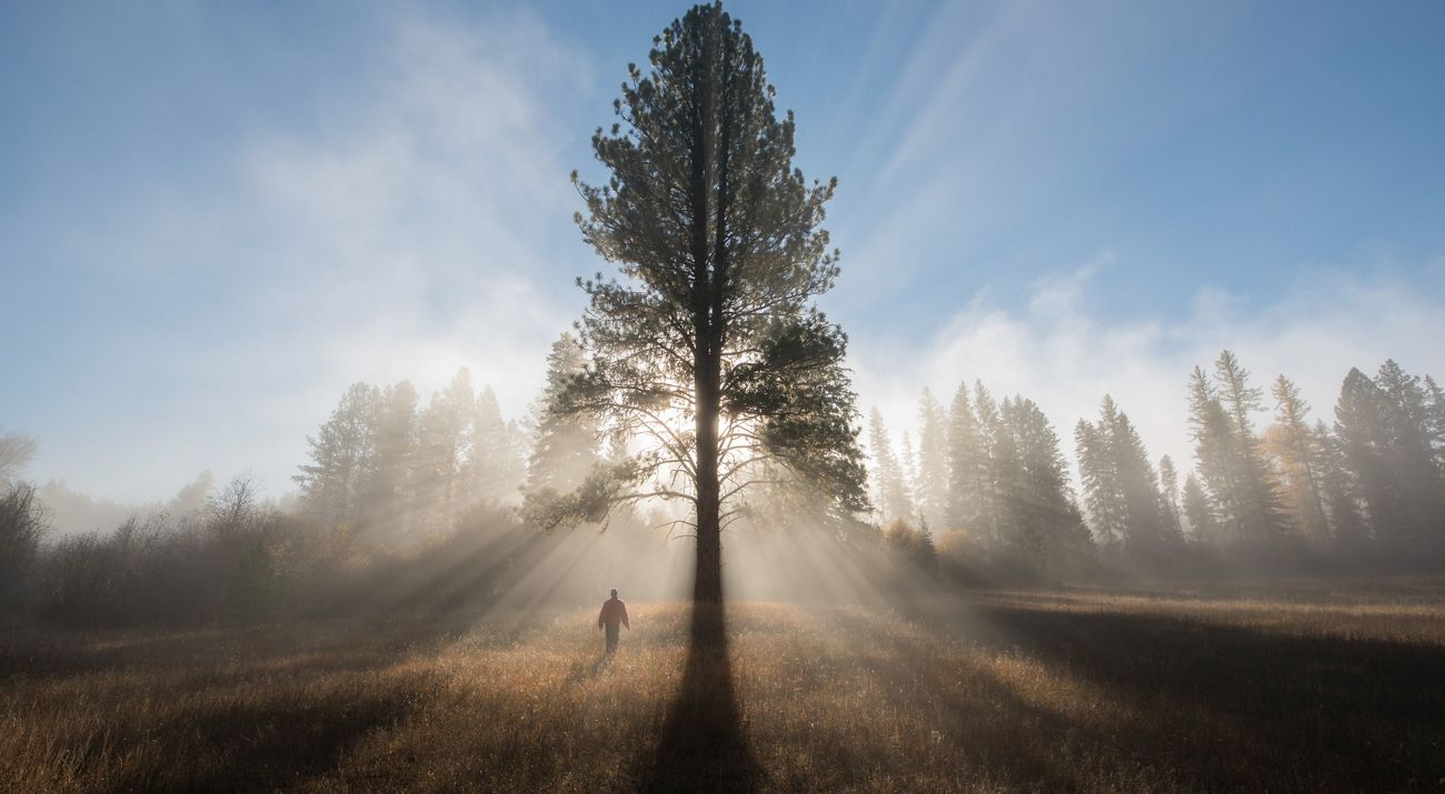 Person walks near pine tree in foggy meadow.