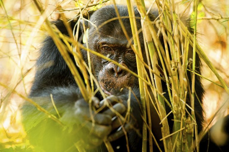 Monkey eating tall grass.