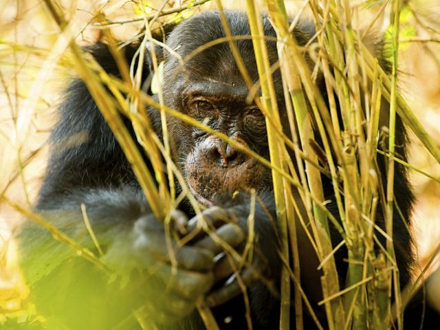 Chimpanzee in the forest at Mahale National Park on Lake Tanganyika in Tanzania. 