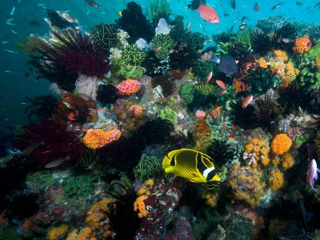 Fish gather around a colorful mix of submerged rocks, plants and coral reef.
