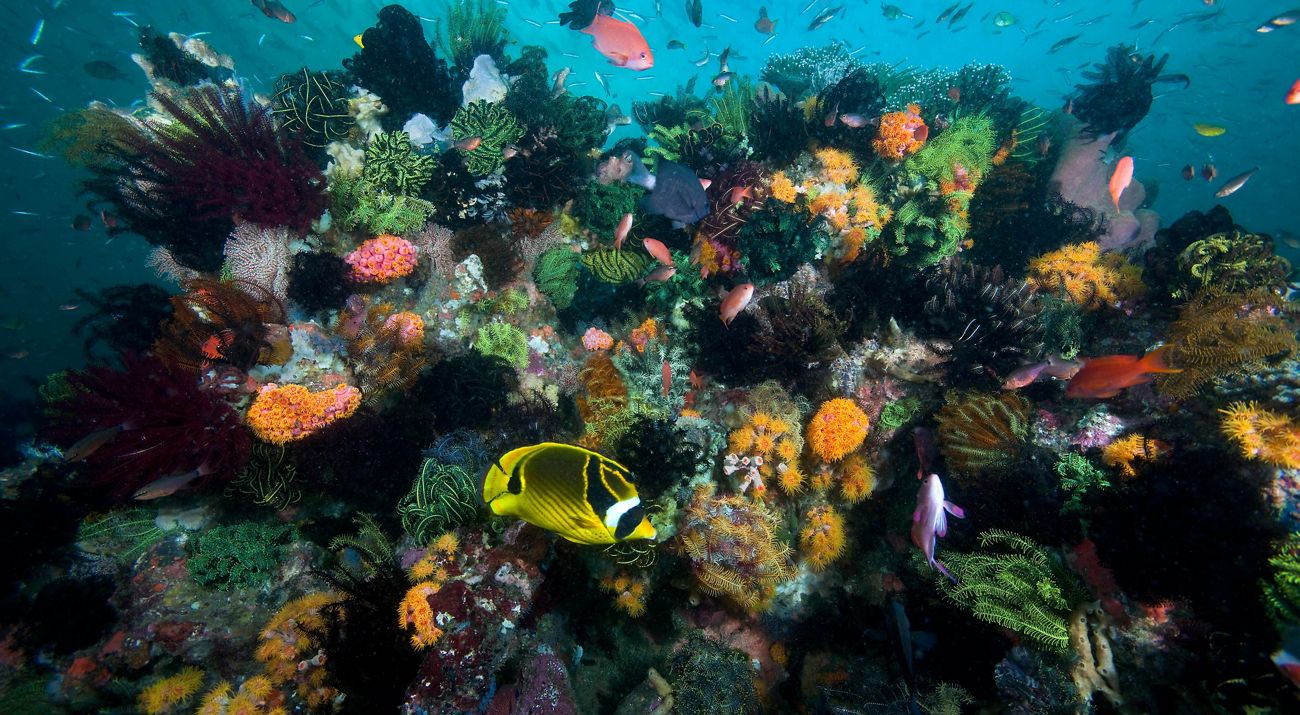 Underwater photo of a healthy coral reef in Rinca Island, Indonesia