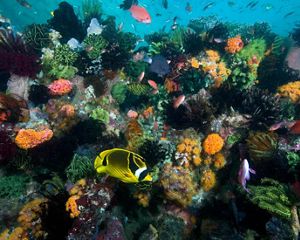 A coral reef teems with life in Rinca Island, Indonesia.