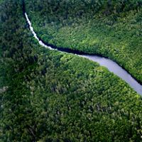 Sungai Wain Forest Reserve in East Kalimantan on the island of Borneo, Indonesia. 