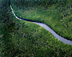 Sungai Wain Forest Reserve in East Kalimantan on the island of Borneo, Indonesia.