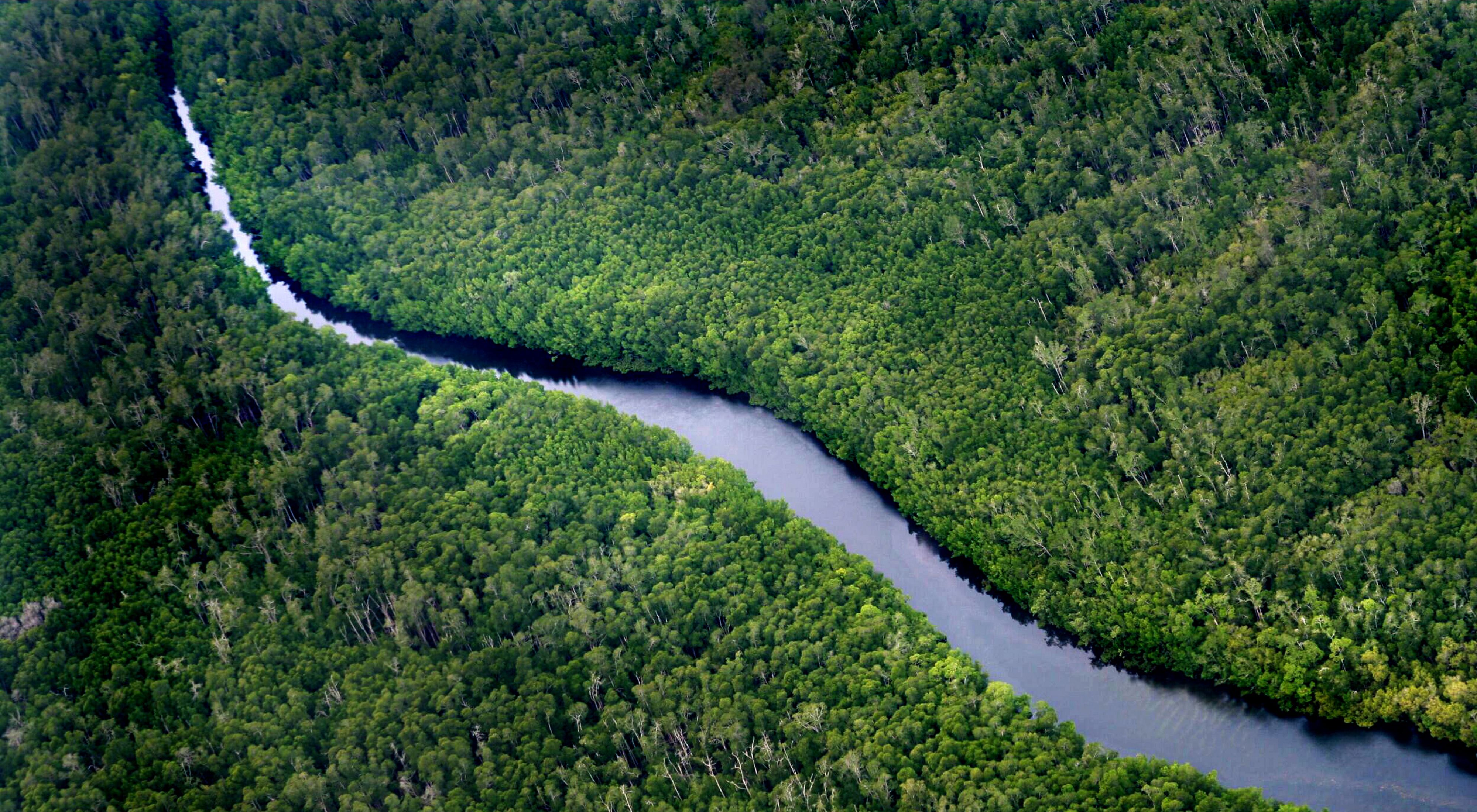 Aerial view of forest and river.