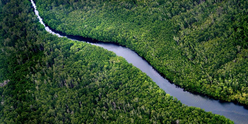 A river running through the Bornean forest.