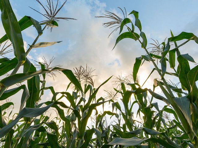 Green corn stalks growing upward toward pink and blue sky
