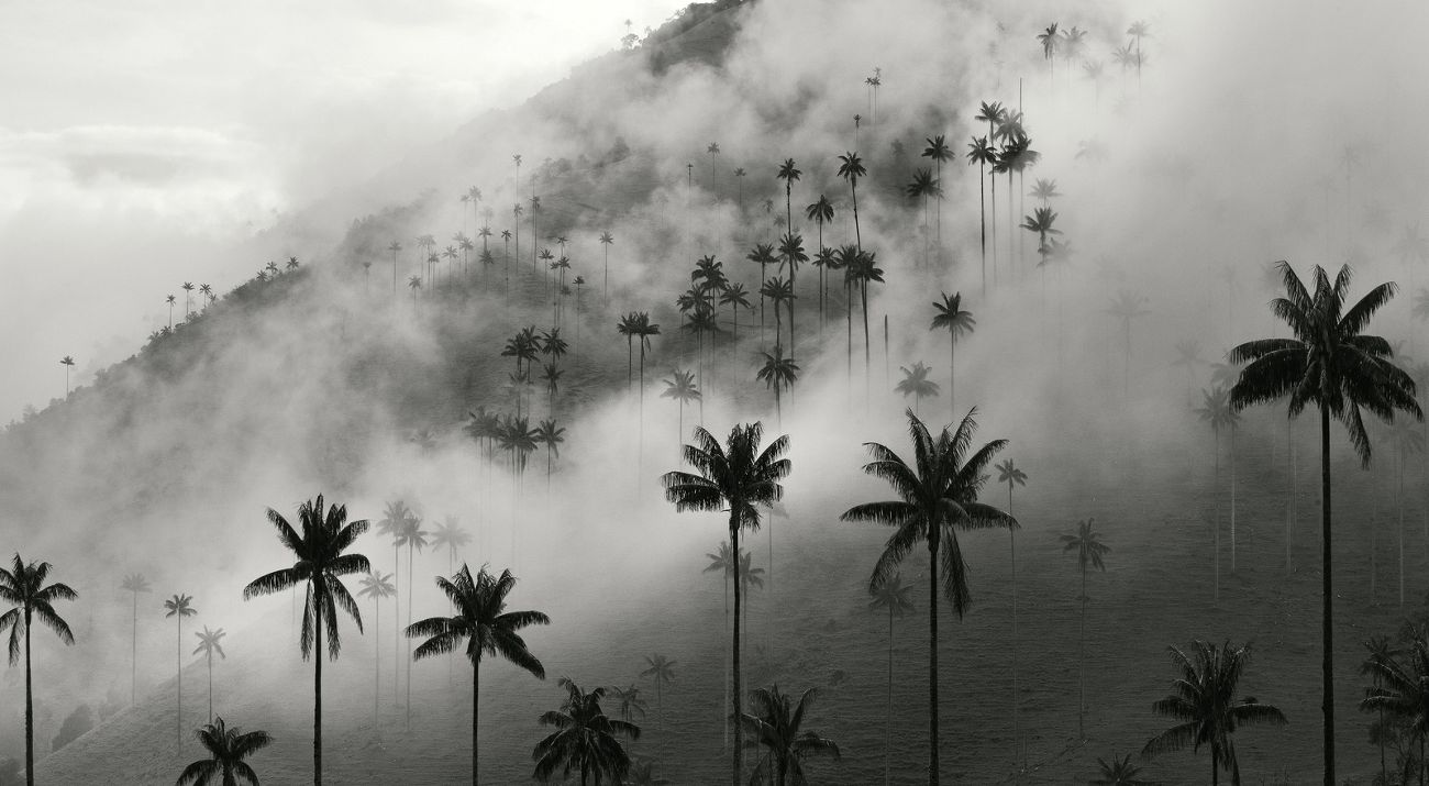 Valle del Cocora