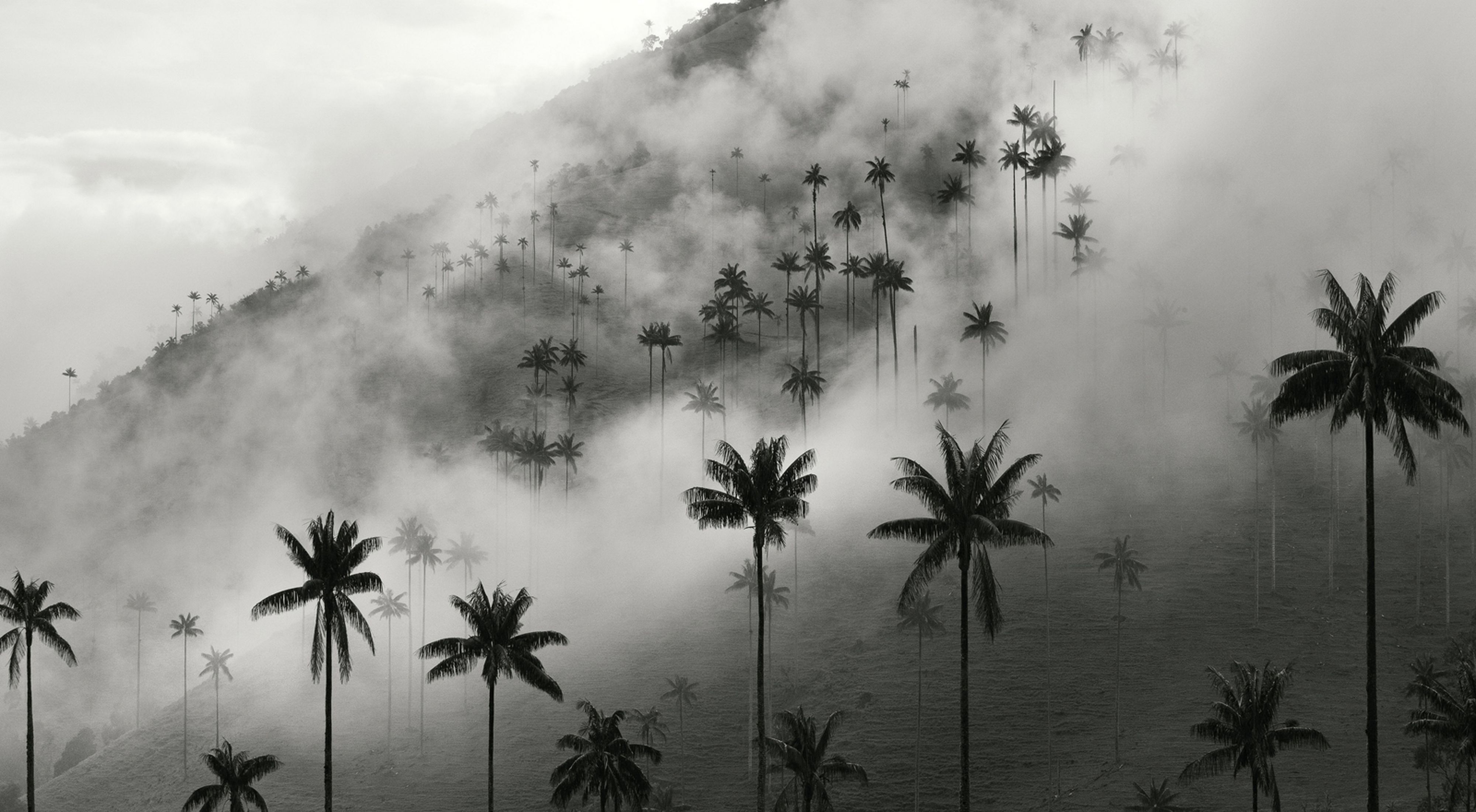 Valle del Cocora