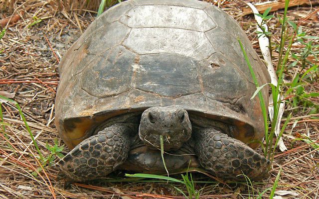 A large tortoise sits on the ground munching a blade of grass.