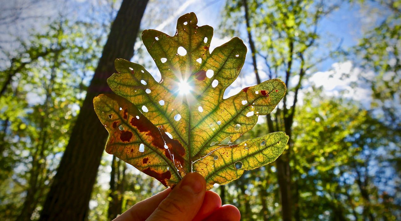 Sun shines through an oak leaf.