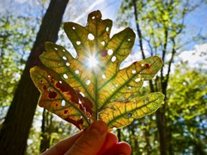 The sun shines through the holes in an oak leaf that is being held up against the sky.