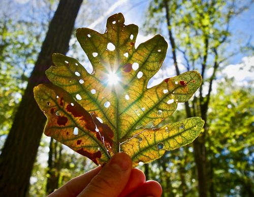 A person holding up a leaf covering the sun.