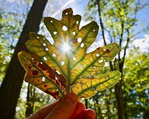 Sun shines through an oak leaf.