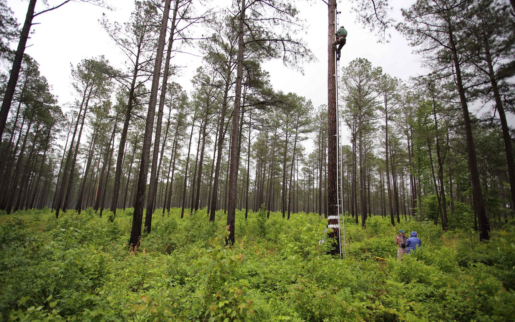 Piney Grove Dr. Bryan Watts, of the Center for Conservation Biology, climbs to the 40-foot high nest cavity to return a new banded red-cockaded woodpecker chick. © Robert B. Clontz / TNC