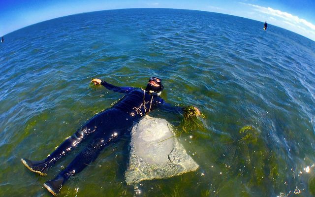 A man in a wet suit floats above a seagrass meadow in shallow water. A fish eye lens has been used, giving a curve to the horizon behind him.