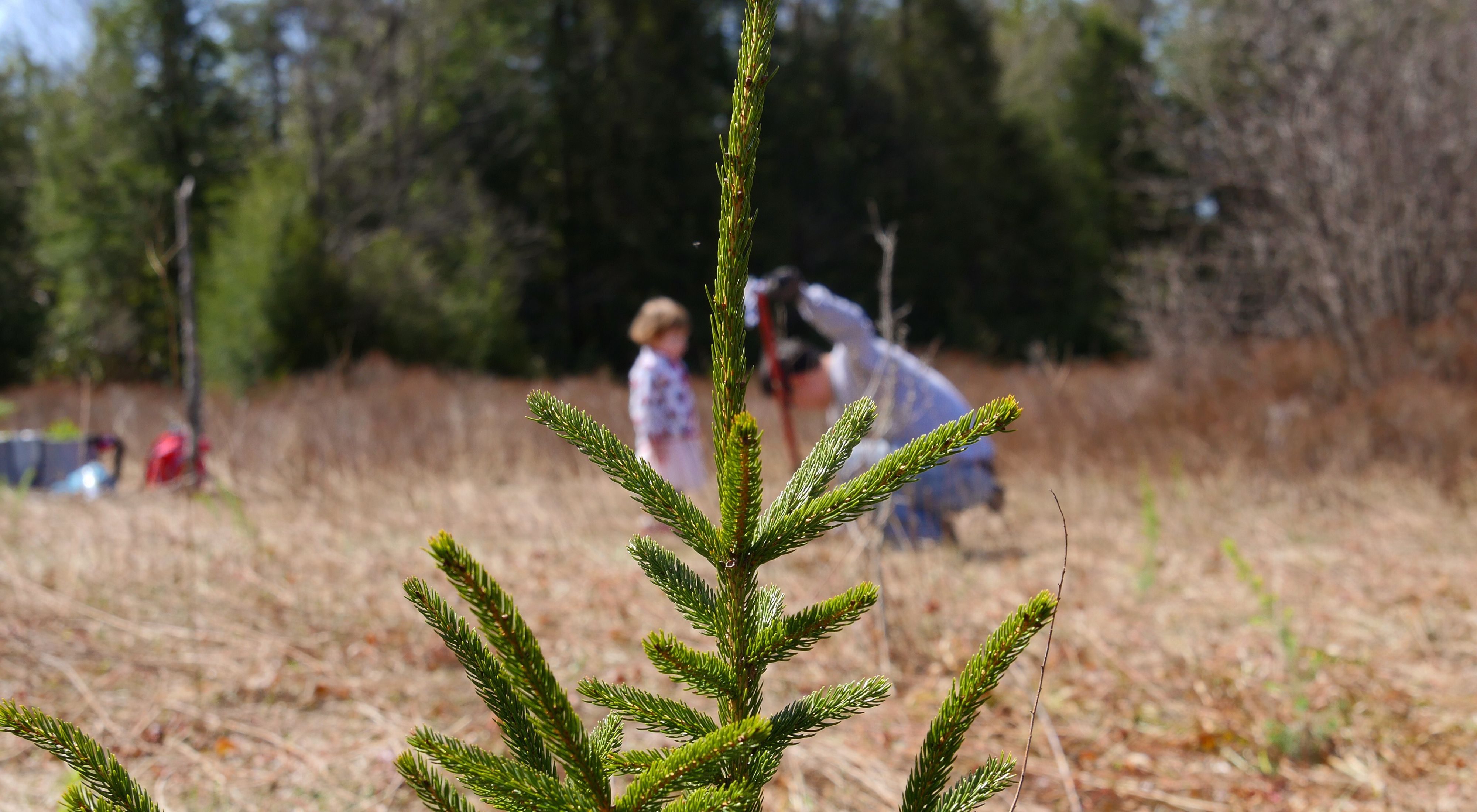 A man and young girl kneel on the ground planting a red spruce seedling in an open field lined with mature trees. They are partially obscured by the top of a juvenile spruce framed in the foreground.