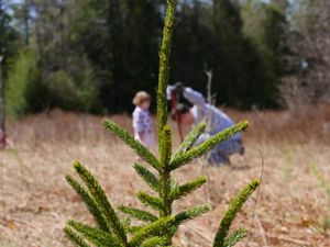 Closeup of a young red spruce tree, with an adult and child planting trees in the background.