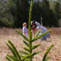 Over the past 22 years, volunteers have planted more than 62,000 red spruce trees in the forests of western Maryland. 