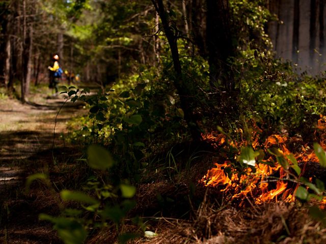 In the foreground, a low fire burns in the vegetation at the edge of a wide sandy trail that creates a fire break for a controlled burn. A person wearing yellow fire gear stands in the distance.