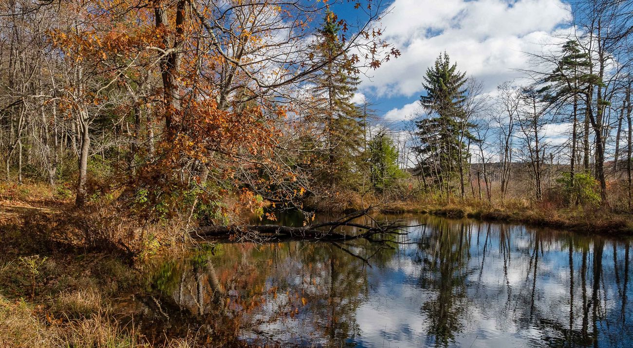 Blue sky and white clouds are reflected in the still surface of a small pond. A thick stand of trees grows right up to the edge of the water.
