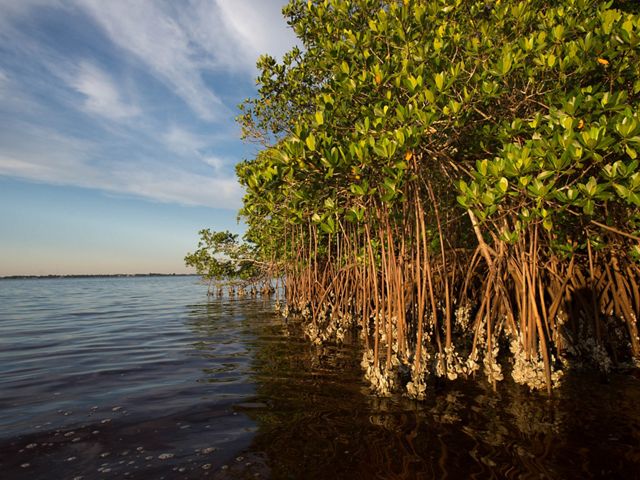 A group of mangroves with exposed roots sit in coastal waters