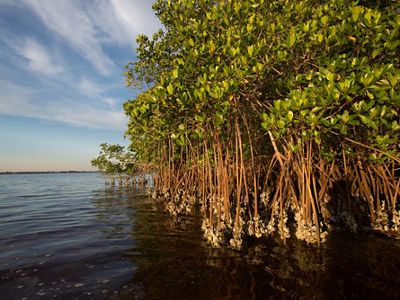 Mangles en la costa en Charlotte Harbor