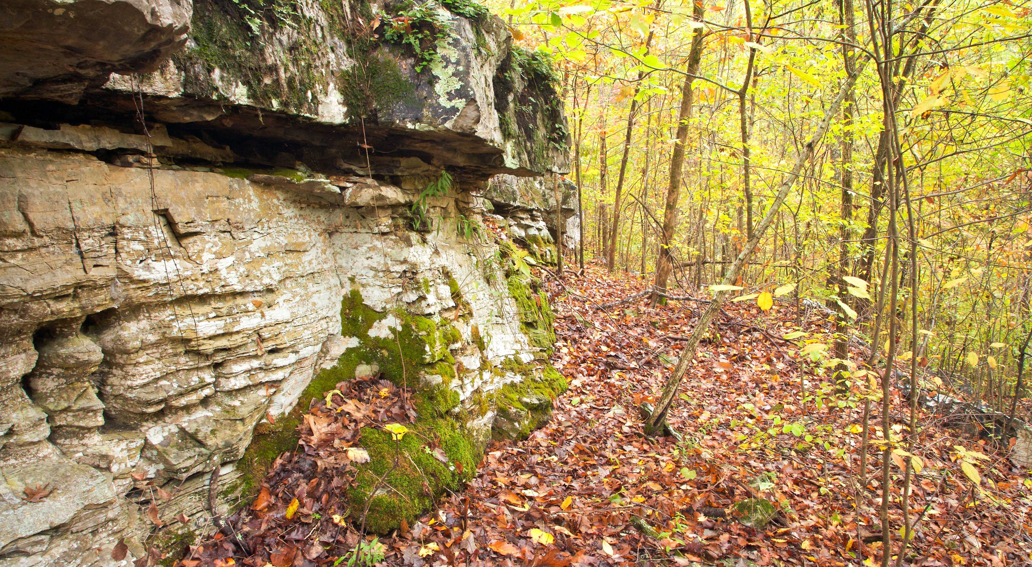 Limestone bluff and rocks in the forest at Black's Bluff Preserve, Georgia  