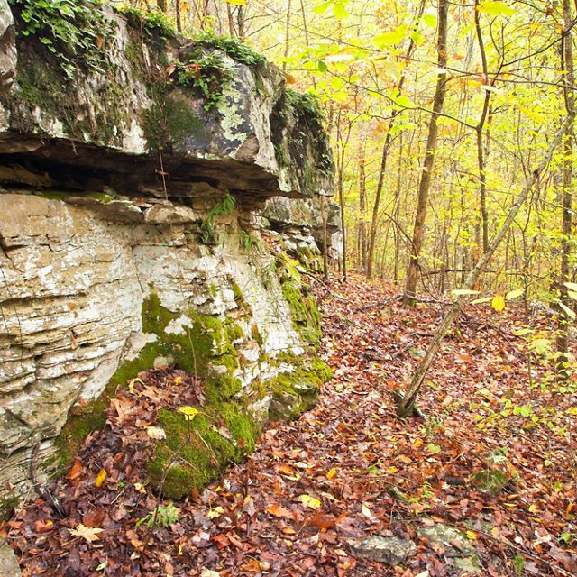 A limestone and rocks in the middle of a dense forest of thin trees with yellow and green leaves, with the forest floor covered with red and brown leaves.