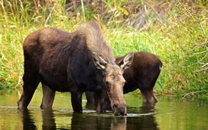 Two moose standing in a river and drinking the water.