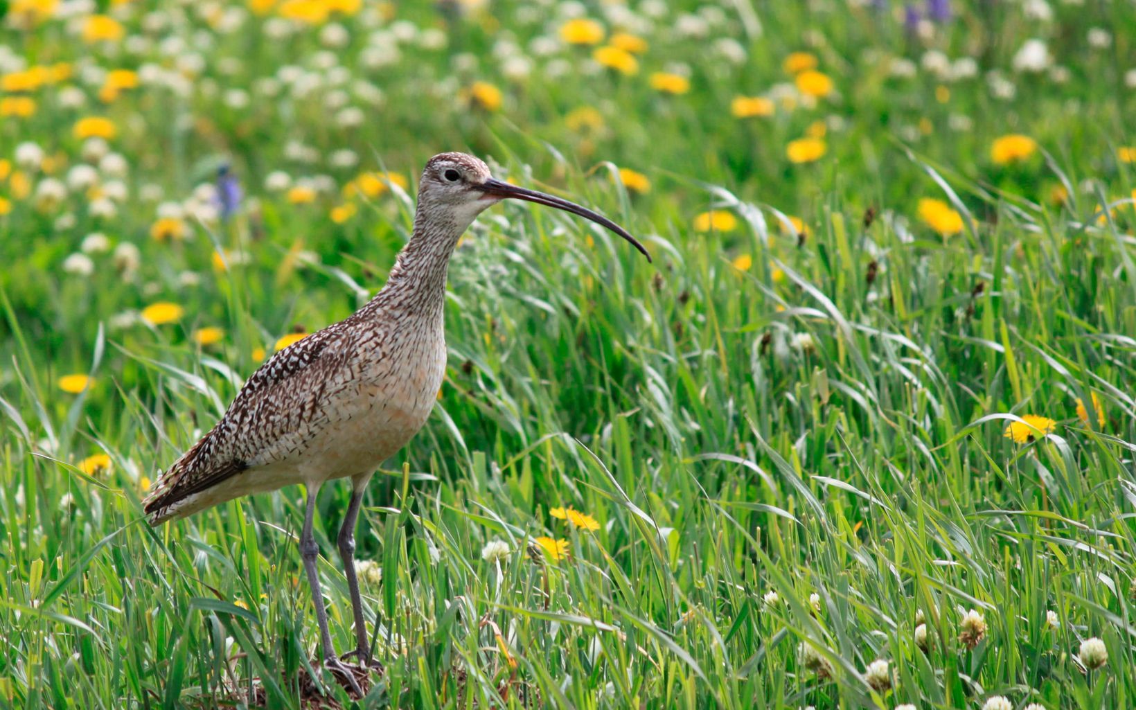 A mottled brown bird with a very long, curved beak stands in a field of wildflowers.