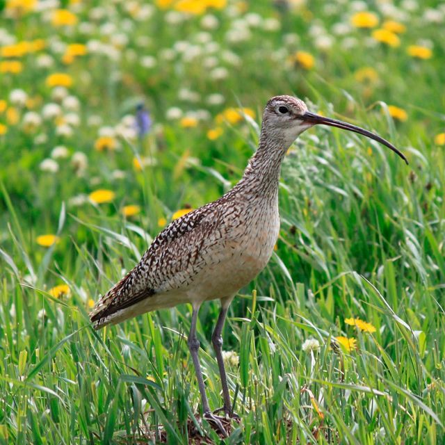 The sustainable grazing technique used at Flat Ranch provides a safe haven for long-billed curlews to nest each summer.