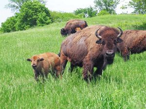 Bison cow with calf.