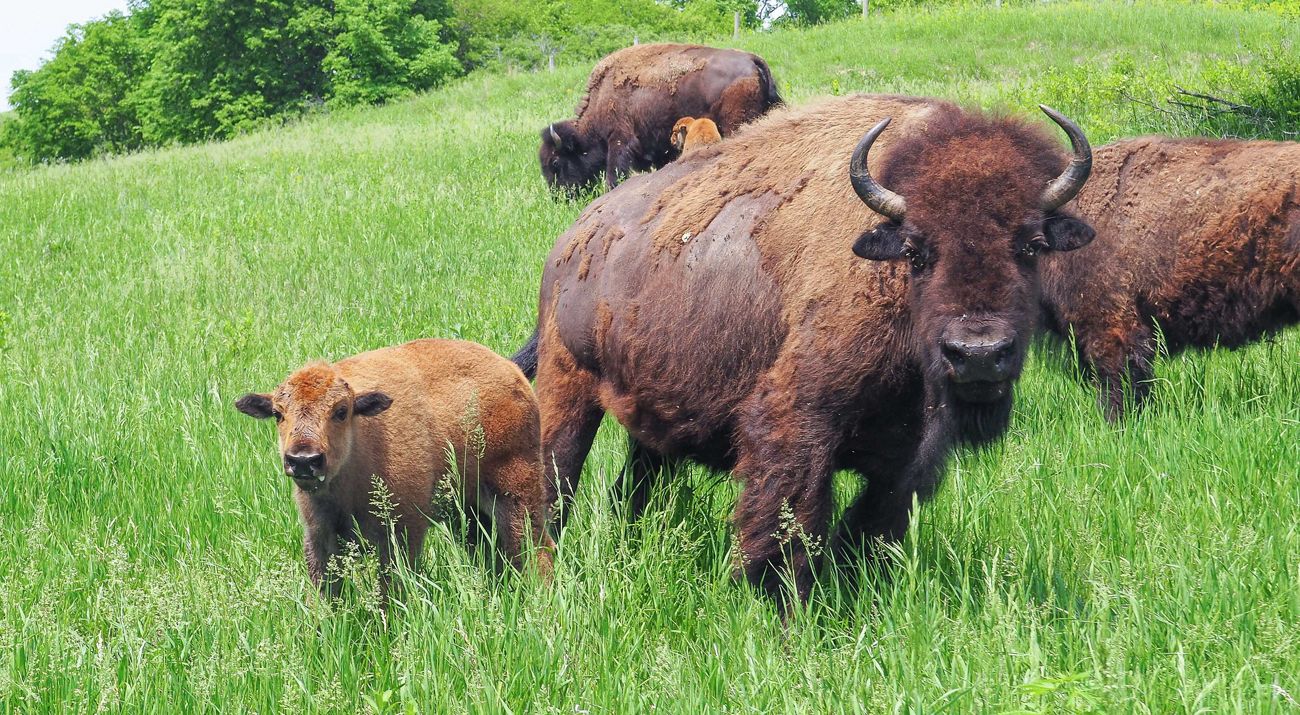 Bison cow with calf at Broken Kettle Grasslands Preserve.