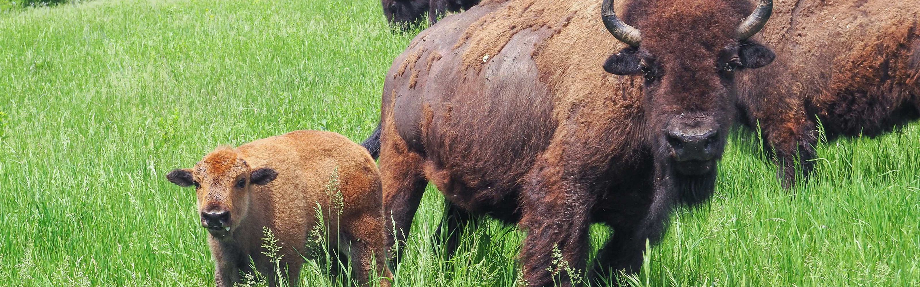 A bison mother and calf standing in tall green grass looking at the camera.