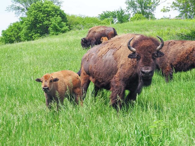 Bison and bison calf standing on hill.
