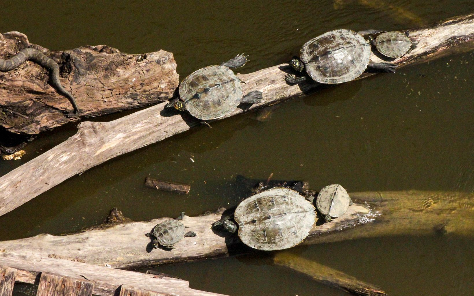 Turtles in The Land of the Swamp White Oak basking in the sun on a log