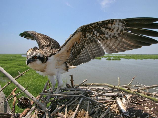 An osprey sits on its nest with its wings spread. Wetlands are in the background. 