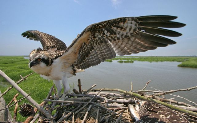 An osprey stands in its nest with its wing outstretched.